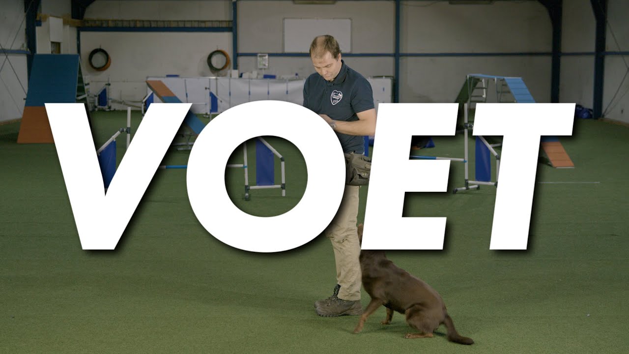 TRAIN JE HOND | Hoe leer je je hond het commando VOET?