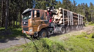 Уникальная Tatra Phoenix загружает длинномерный лес