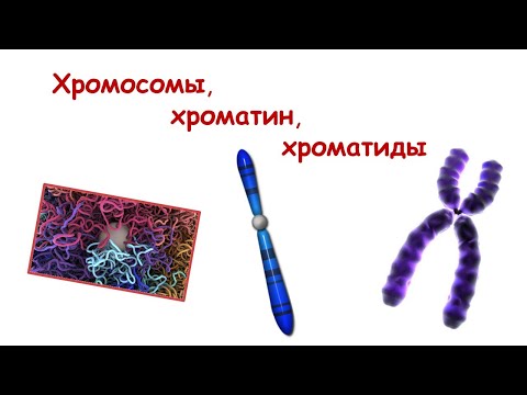 Хромосомы, хроматин, хроматиды