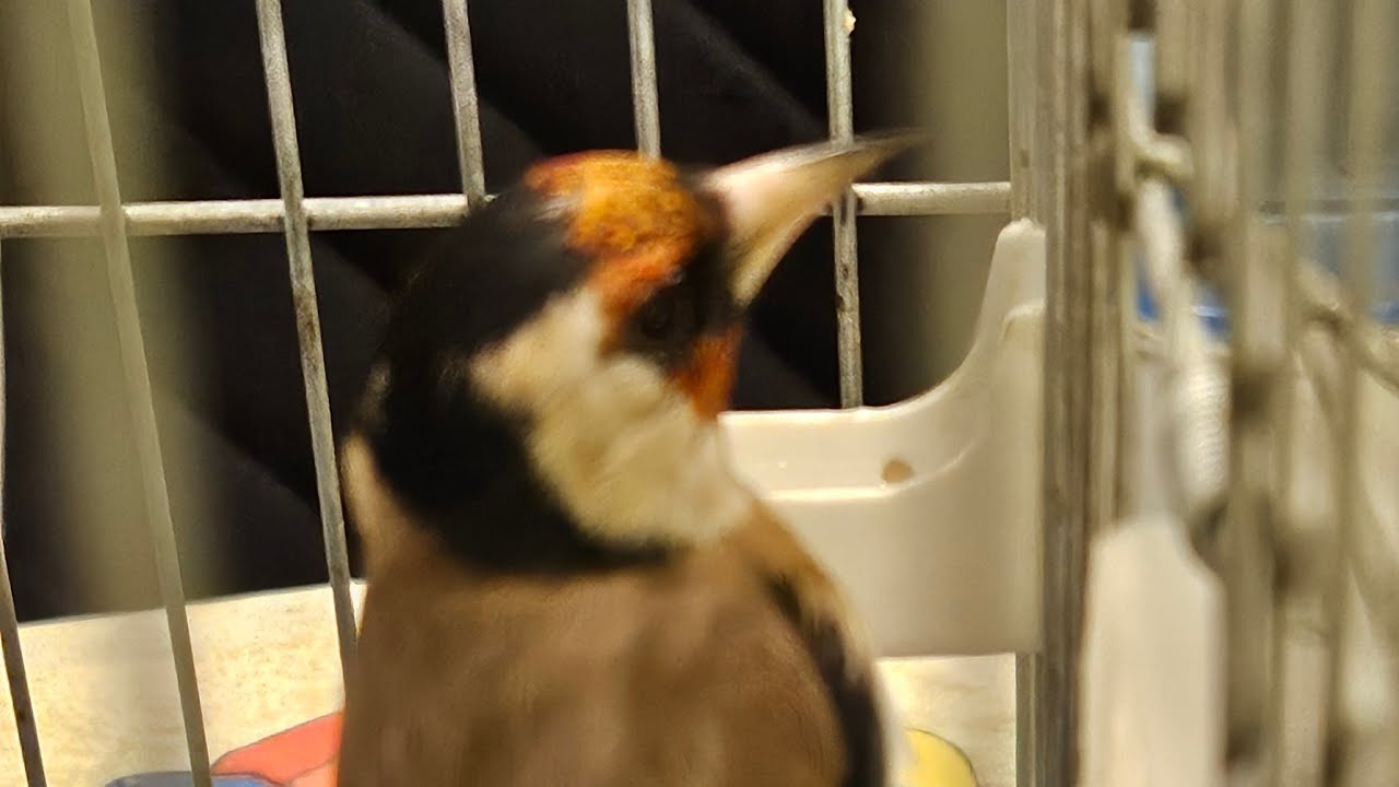 علاج ستراس خلعة المقنين أو الطيور سكوت شاهد