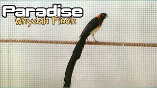 Mengenal Burung Paradise Whydah Beserta Harganya