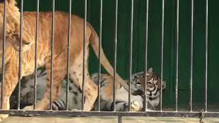 #гибрид #леопон Леопон - гибрид льва и леопарда ✅Unusual beast #гибрид #леопон Леопон - гибрид льва и леопарда ✅Unusual beast