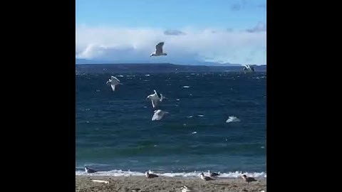 Birds flying in place