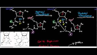 Peptidyl Transferase/Ribosome Physiology, Biochemistry, and Mechanism