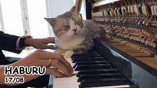 Brahms' Lullaby for Meow  Lunch Dream of Haburu