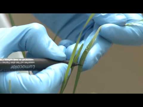 Video: Barley Spot Blotch behandelen – Symptomen van Barley Spot Blotch in tuinen beheren