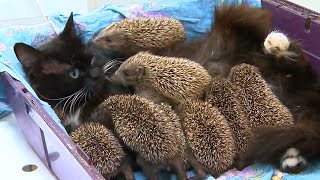 Cat Mother Cares for Little Hedgehog Babies by 14Kittens 2,792 views 4 months ago 2 minutes, 45 seconds