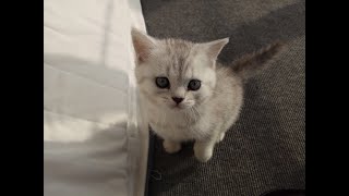 Шпиц помогает котенку найти выход Шпиц помогает котенку найти выход