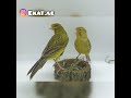 زوج كناري أخضر