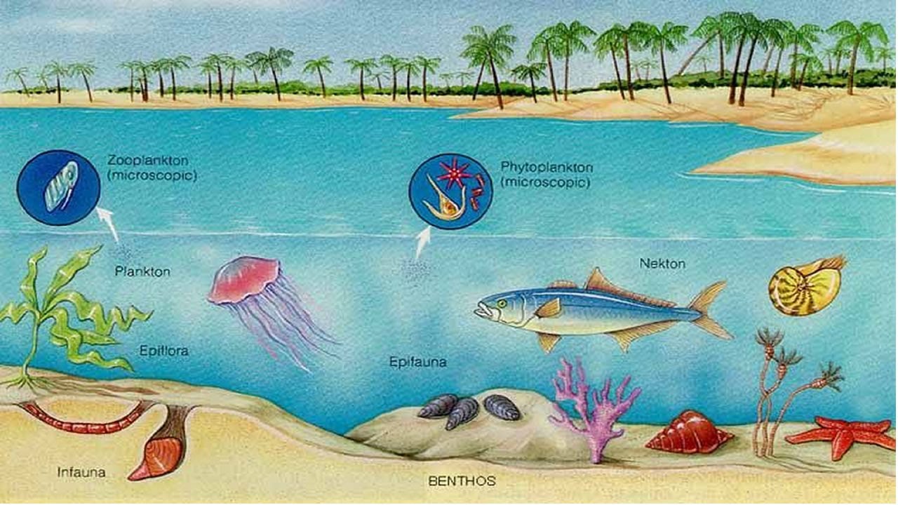 Экологические сообщества мирового океана. Планктон Нектон бентос. Водная среда бентос планктон Нектон. Бентос планктон Нектон Литораль. Бентос Планкитон Пентон.