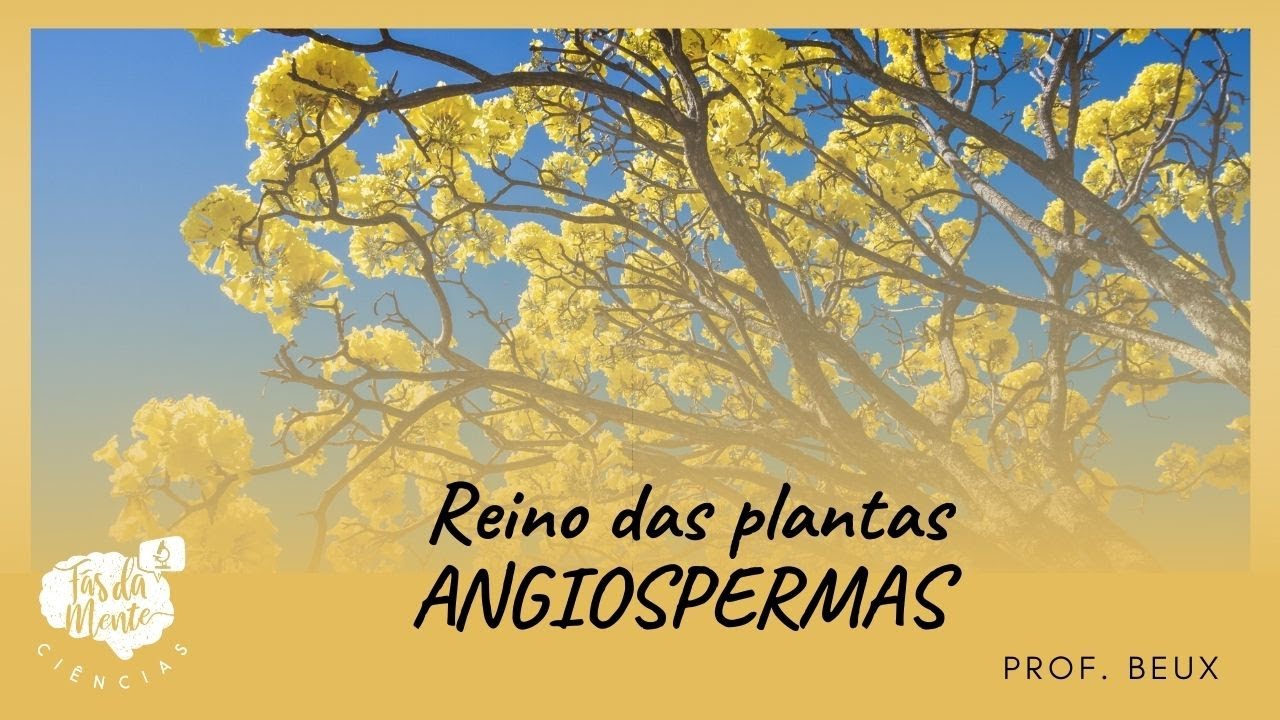 Angiospermas - Seminário Angiospermas