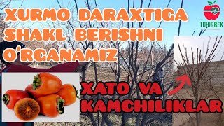 картинка: хурмо дарахтига шакл бериш...