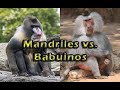 **Mandriles vs. Babuinos**