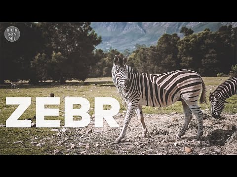 Video: Zebralar qara və ağ zolaqlıdır?