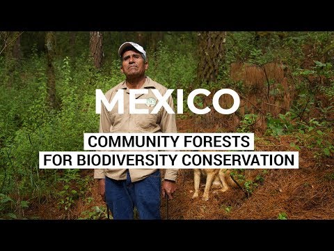 Owners of the Forest - Community Forests for Biodiversity Conservation - Mexico