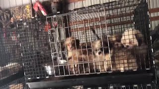 Agent Animals removed from Grove City home pet store kept in dirty cages lack of food water