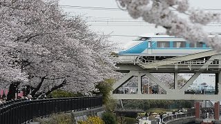 隅田川両岸の桜が満開