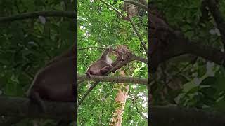 Shortvideos Mom Had New Pregnant She Has To Weaning A Milk To Baby, And Baby Has To Asks Drink