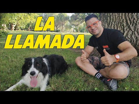 Video: Cómo enseñar a su perro a venir cada vez: Recordatorio de emergencia usando una palabra de seguridad