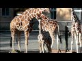 Baby Giraffe.Tama Zoo.キリンの赤ちゃん。多摩動物公園。#01