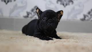 French Bulldog Puppies Black Brindle - Super Cute by Devoue Kennel 1,906 views 5 years ago 1 minute, 44 seconds