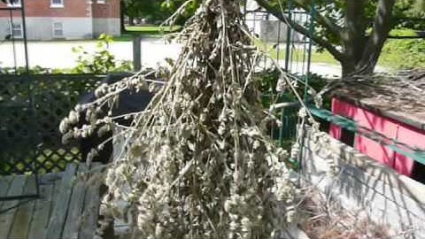 Harvesting my cat nip!