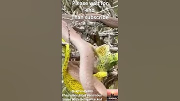 "Chameleon Fights Back: Bites Venomous Snake During Deadly Attack! #ChameleonVsSnake #shorts
