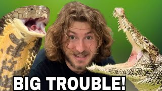 Crocodile Trouble & Cranky Cobras!!