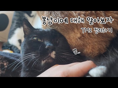 <strong>흑곰</strong> 봉남군에 대해서 알아보자! TMI 정리하기편