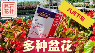八月打折的夏季花盆 状态都不错 也有秋季的菊花 花店位置见说明区 Youtube