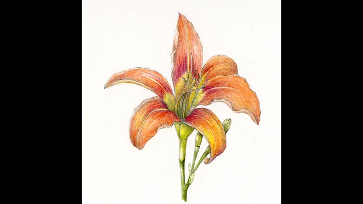 Drawing a Daylily Step by Step with Wendy Hollender