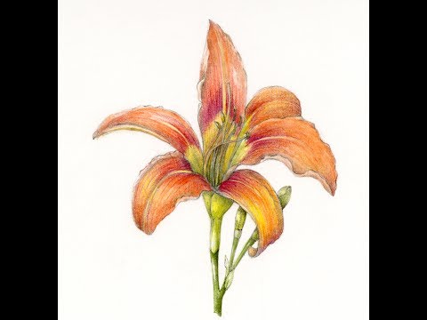 Vídeo: Wendy Hollender: Botanicals De Lápices De Colores