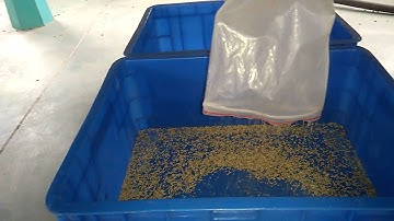 White Sesame Sorting of Longbow Color Sorter