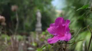Plantations of Charleston