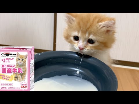 凄い音でミルクをがぶ飲みする子猫【ASMR】マンチカン