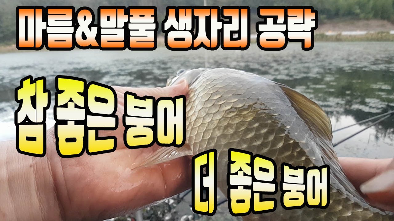 마름말풀밭 생자리 공략 좋은 붕어 더 좋은 붕어