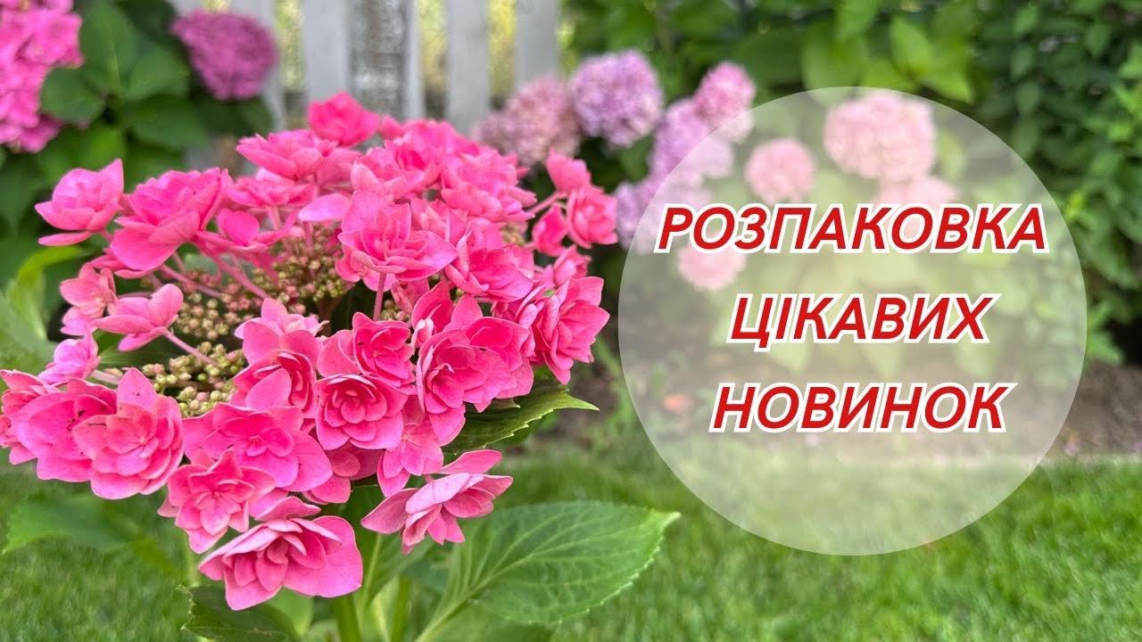 Нові гортензії у нашому саду. Огляд сортів з цінами. Розпаковка. | 19.07.2023
