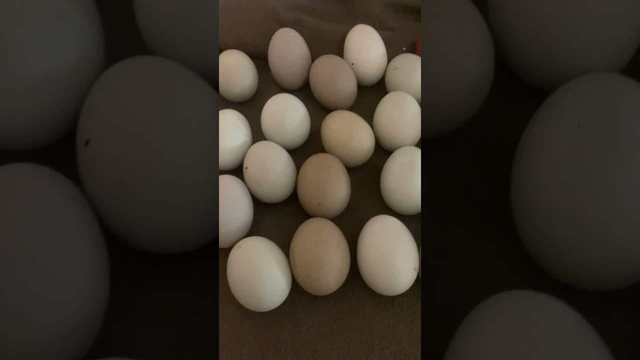 Wiosenne kurczaki CD. #fyp #dc #kurczaki 