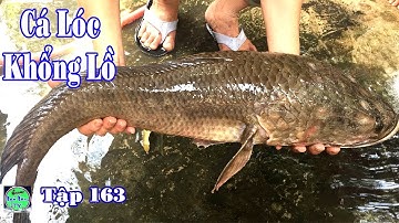 đi xem cá lóc khổng lồ chuyện lạ có thật miền tây | cá khủng |  big fish | NGÃ NĂM TV Tập 163