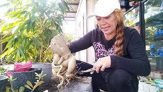 adenium  for bonsai material