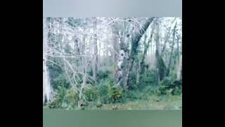 Bigfoot vocals from Florida.
