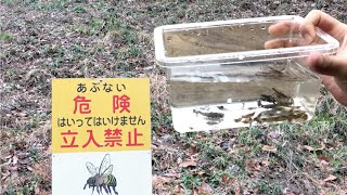 山奥で眠る水生昆虫を捕獲　オニヤンマ　カワトンボ　ヤゴ　ヌマエビ　Aquatic organisms of Japan