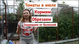 Томаты в июле: чем подкормить, как увеличить урожай, как защитить от болезней