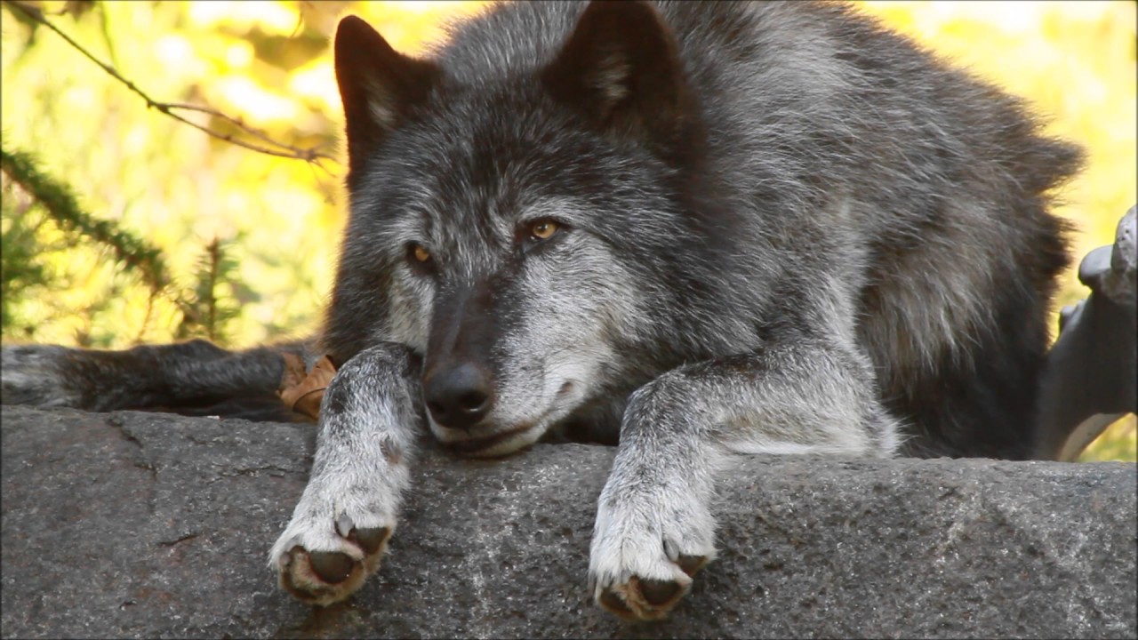 Beautiful Black Wolf