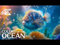 Coral Paradise 4K - A 4K Underwater Journey with Relaxing Meditation Music