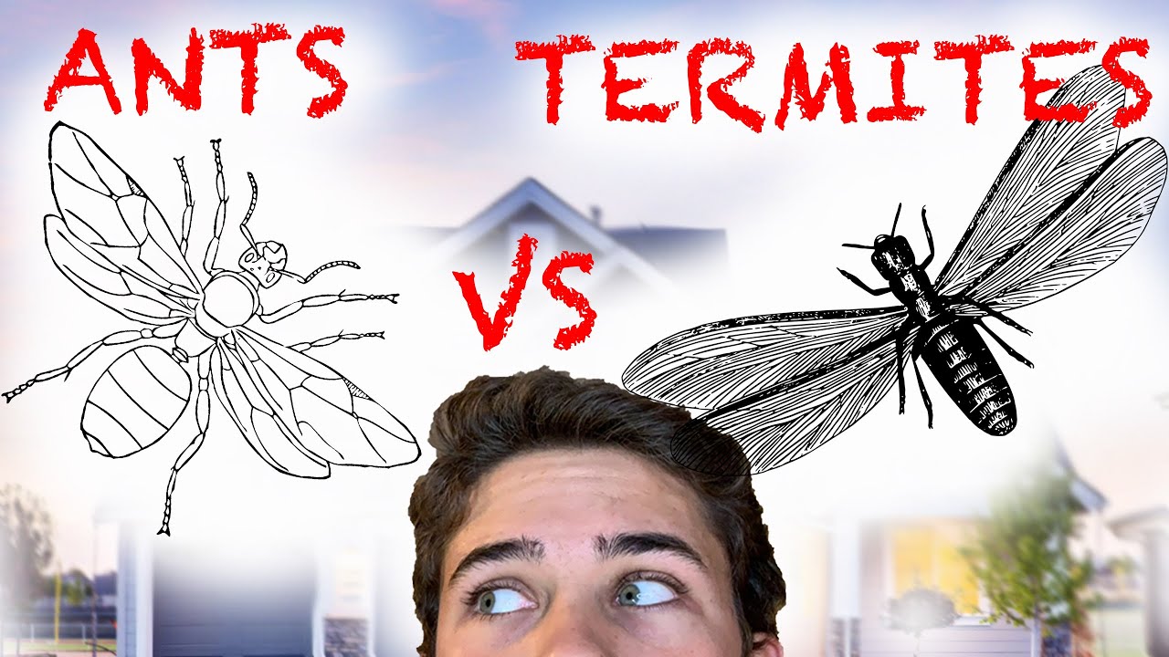 Flying Ants VS Flying Termites (AKA Swarmers)