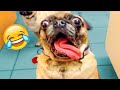 Funniest Dogs And Cats Videos - Best Funny Animal Videos of the 2021 😃