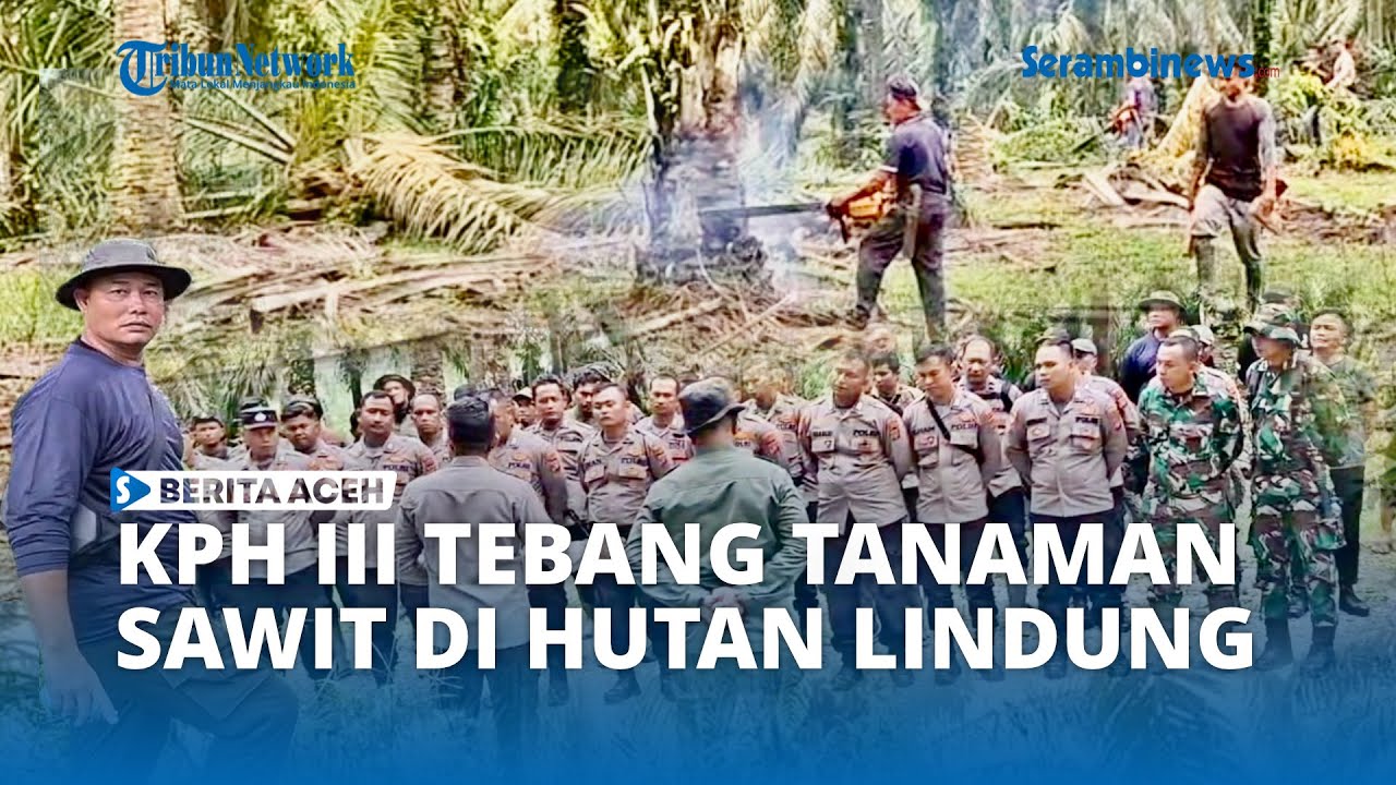 KPH III Tebang Pohon Sawit di Hutan Lindung Aceh Tamiang