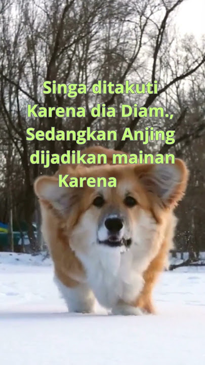 Singa Diam, Sedangkan Anjing Menggonggong #shorts  #statuswa #motivasidiri Jangan Pernah Menyerah