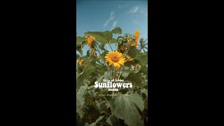 Sunflower Farm | BUKIDNON | Vertical Video